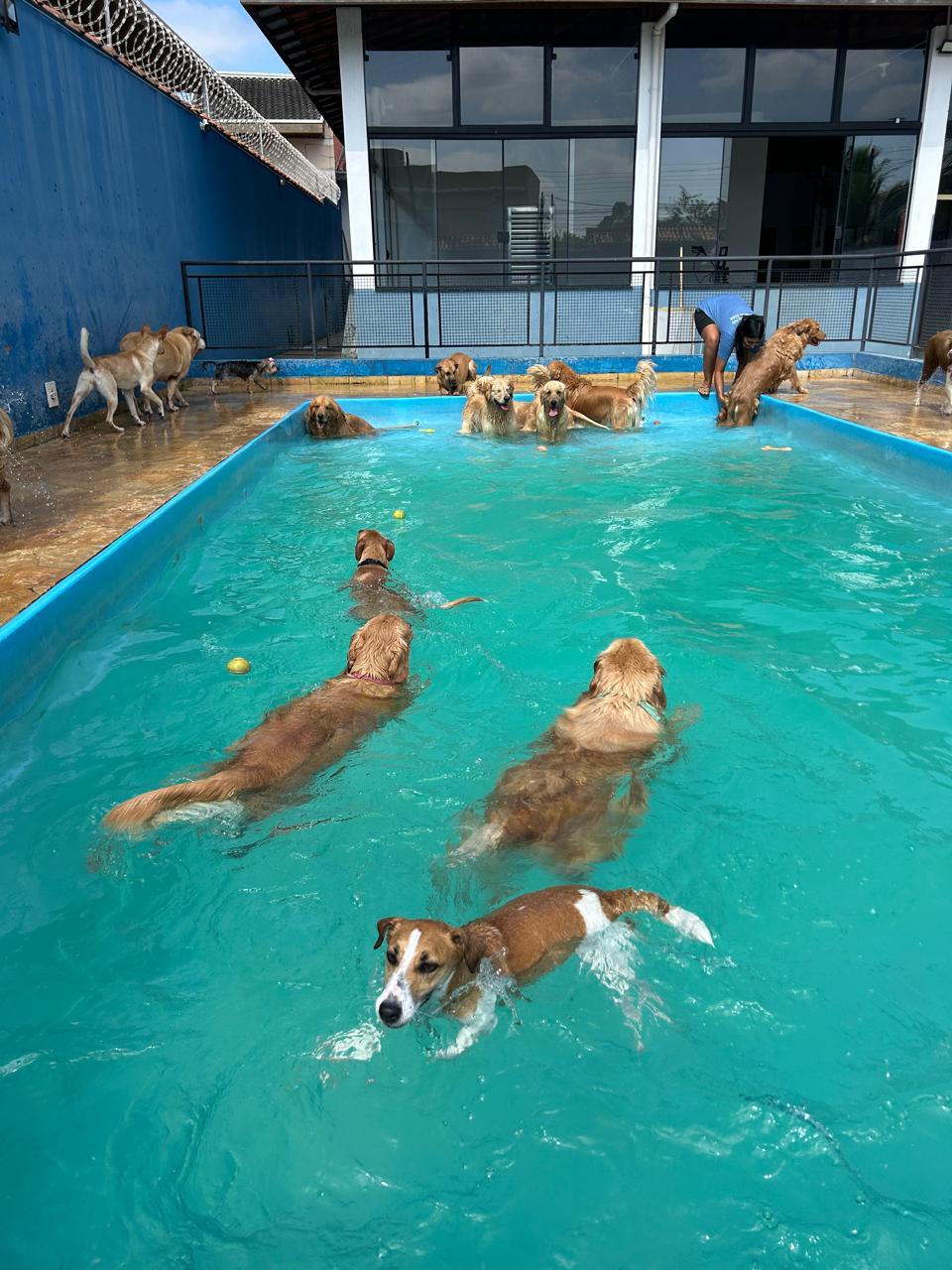 Cachorros felizes na piscina azul do Malibu Pet Club